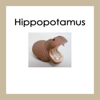 Hippopotamus