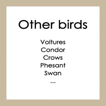 Other birds