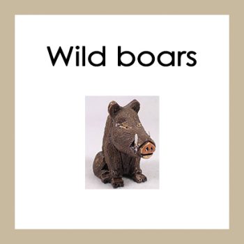 Wild Boars