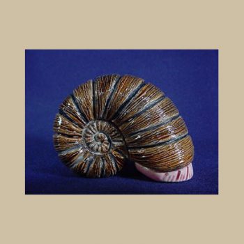 Seashell Nautilus #BA01-3
